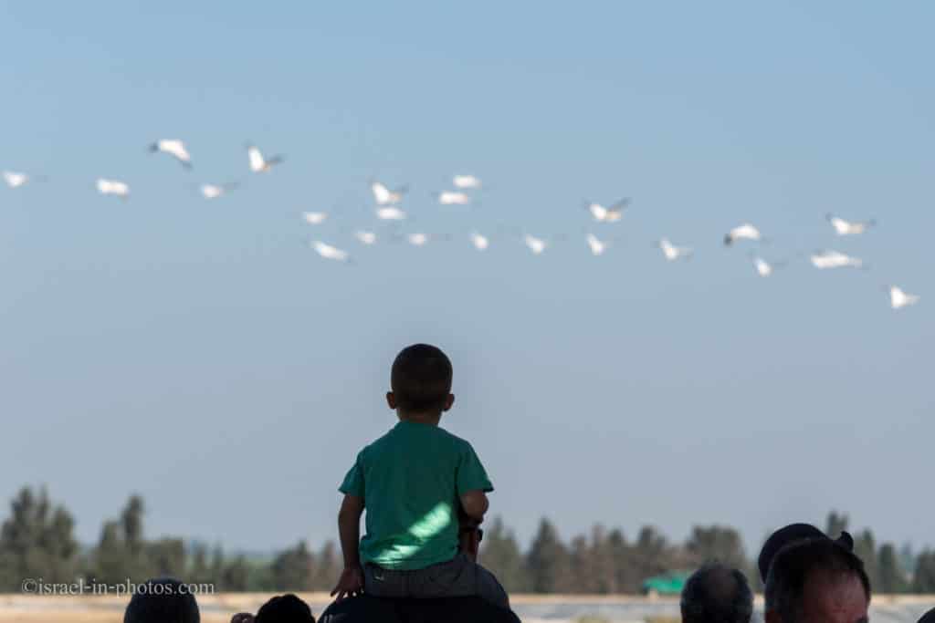 Pelican migration at Emek Hefer