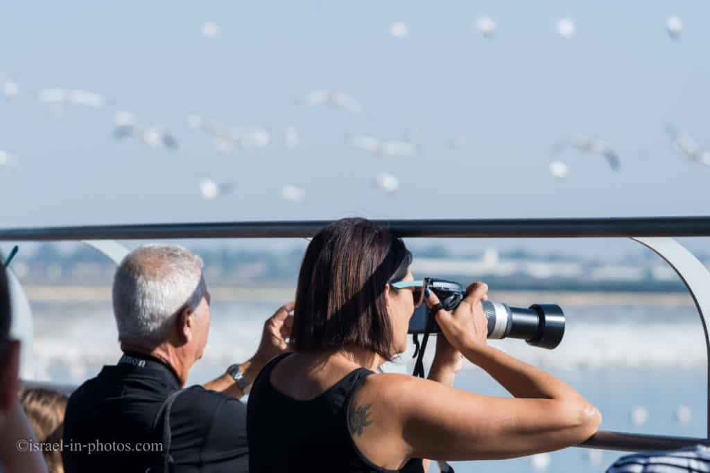 Pelican migration at Emek Hefer
