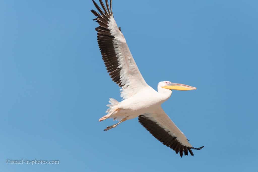 Pelican migration at Emek Hefer, Israel