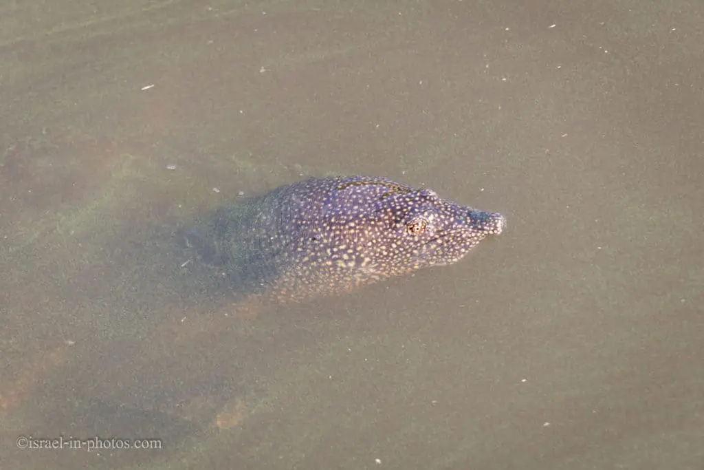 Nile Softshell Turtle