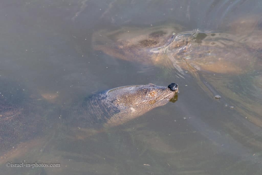 Nile Softshell Turtles