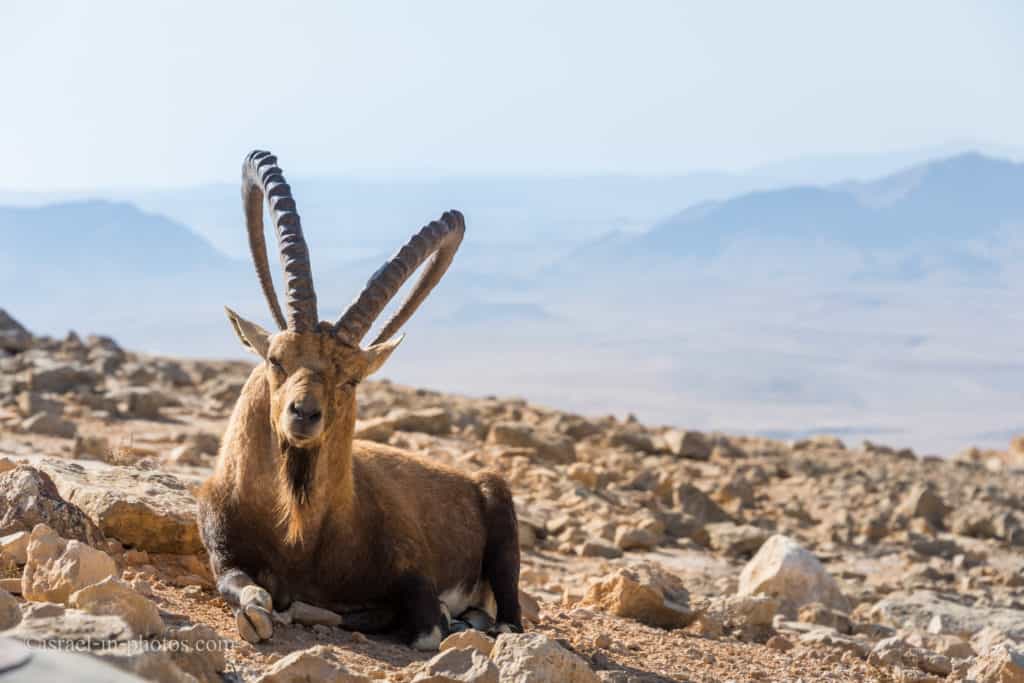 Нубийский горный козёл в Мицпе-Рамоне