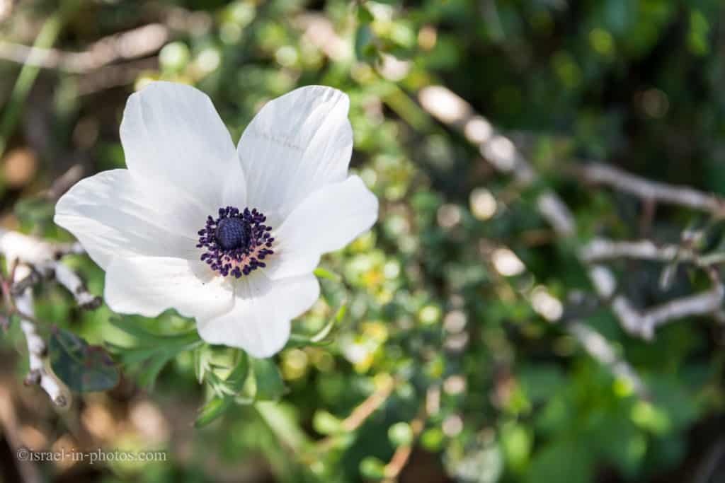White Anemone