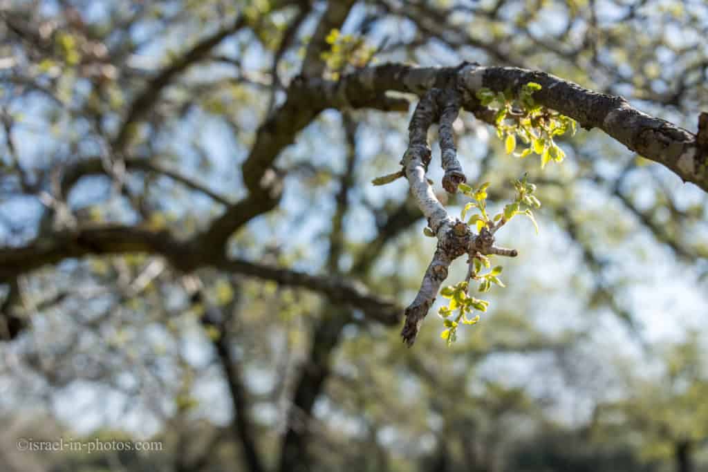 Alonei Abba nature reserve at Spring, Israel