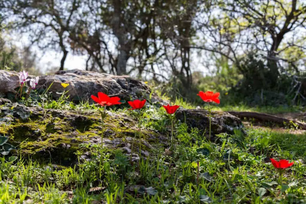 Anemones
