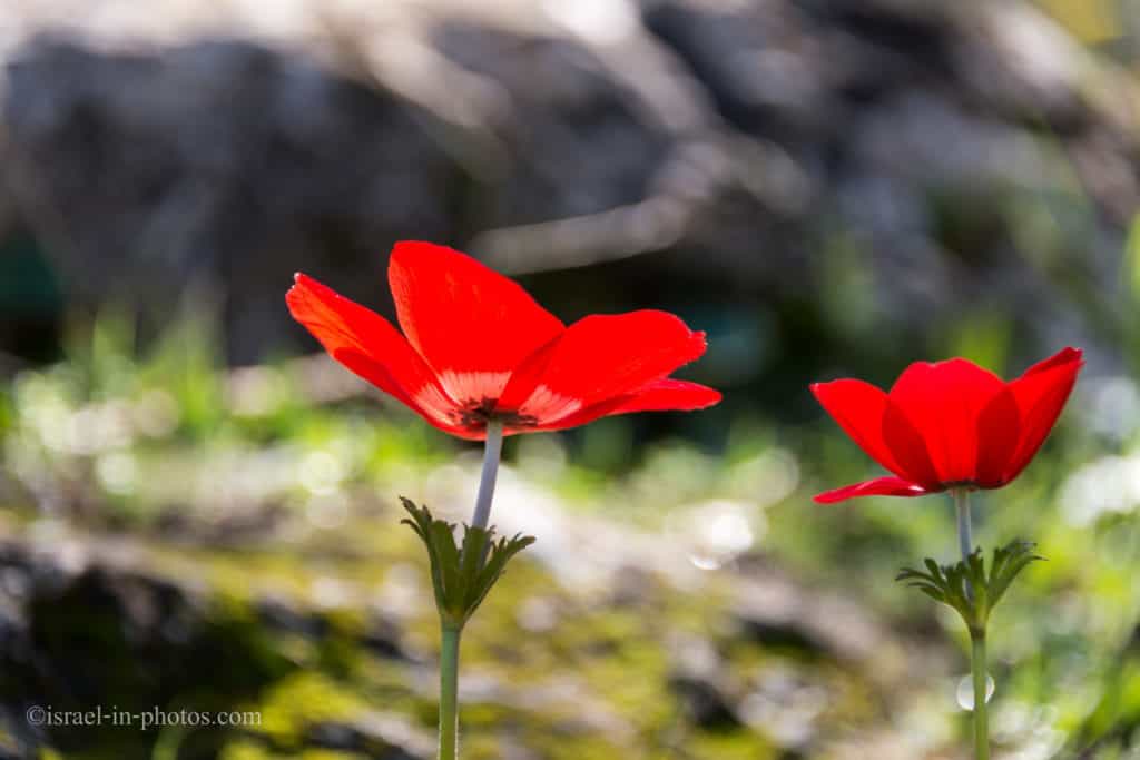 Anemones