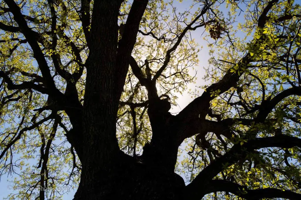 Oaks and the sky