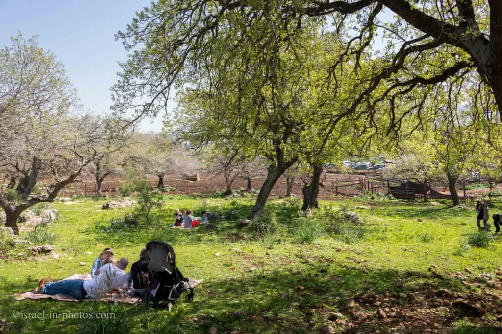 Alonei Abba nature reserve at Spring, Israel