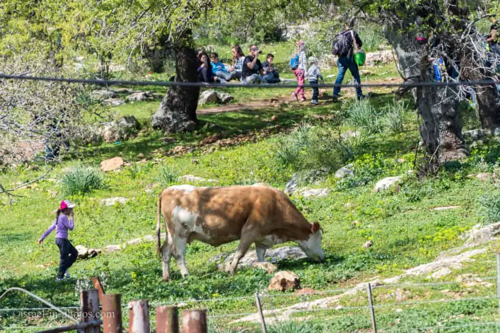 Alonei Abba nature reserve at Spring, Israel