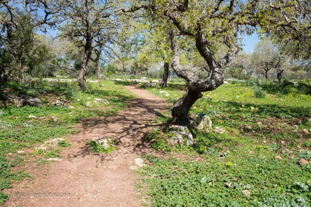 Alonei Abba nature reserve at Spring, Israel