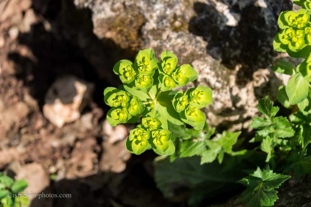 Plants