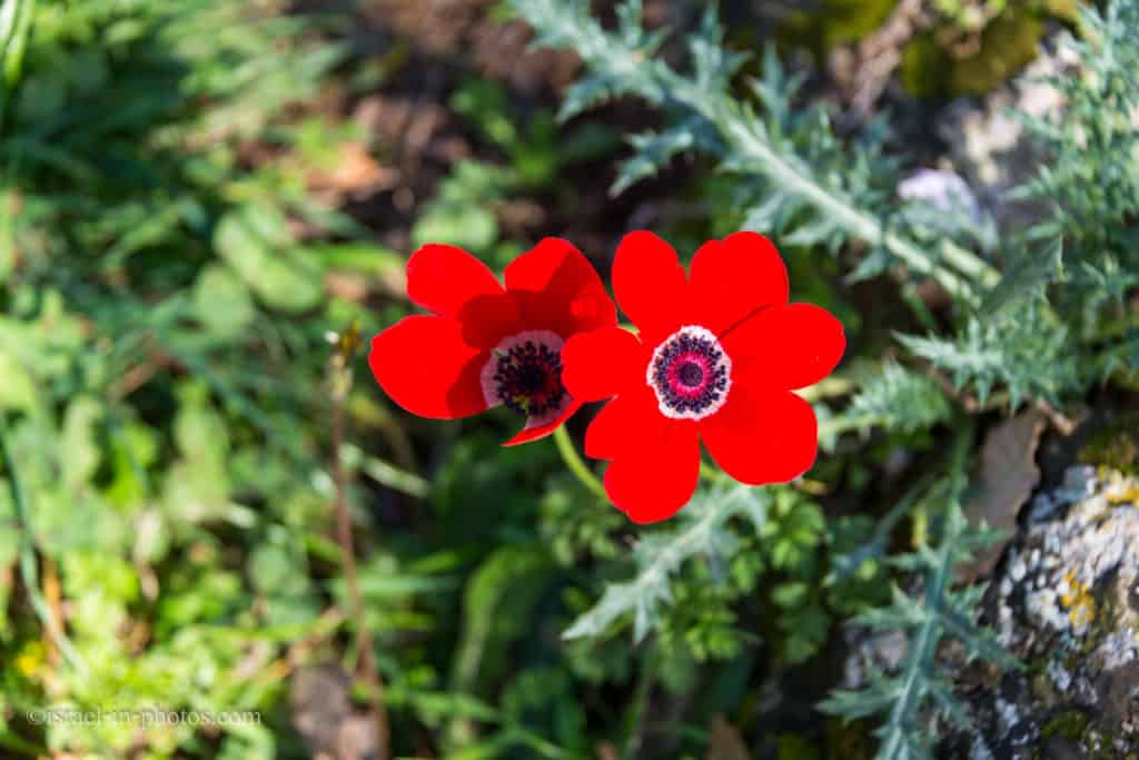 Anemones