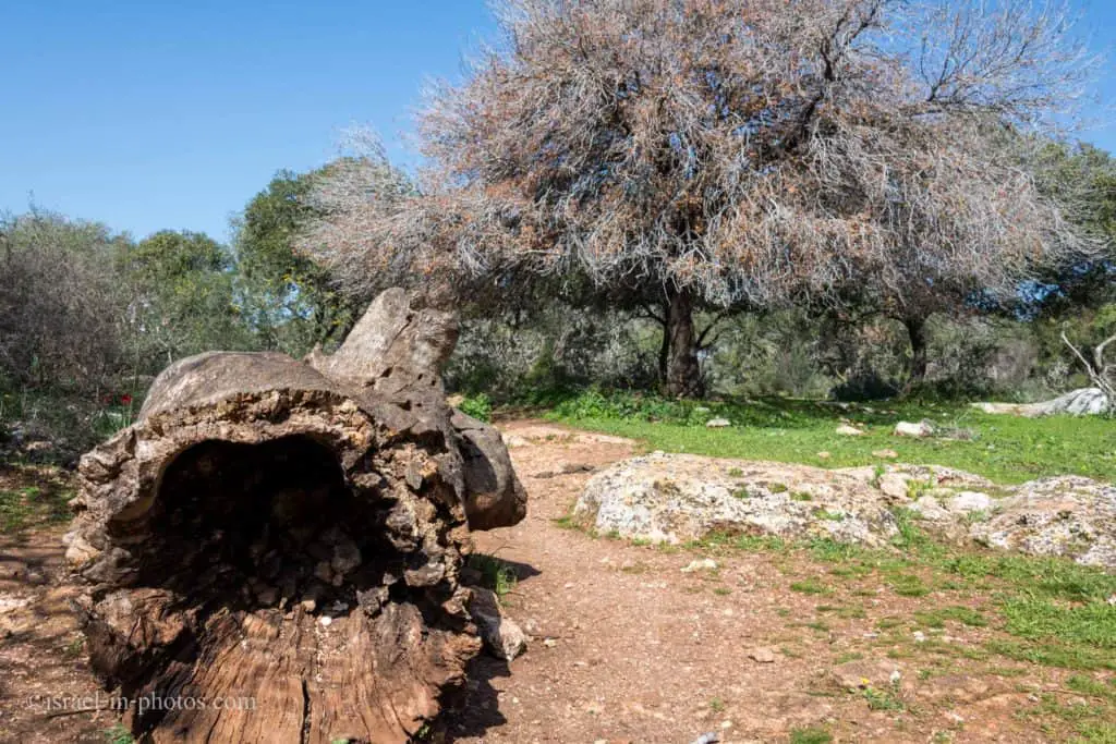 An old oak at Alonei Abba nature reserve