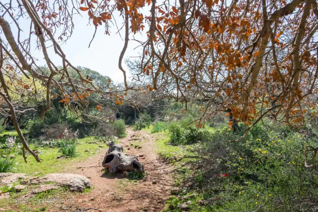 Alonei Abba nature reserve at Spring, Israel