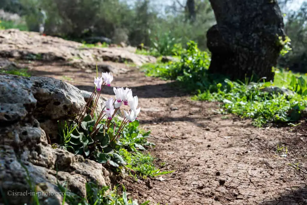Cyclamens