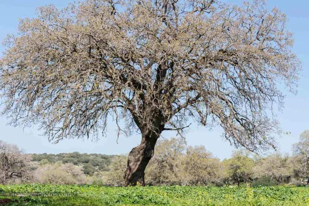 Oak