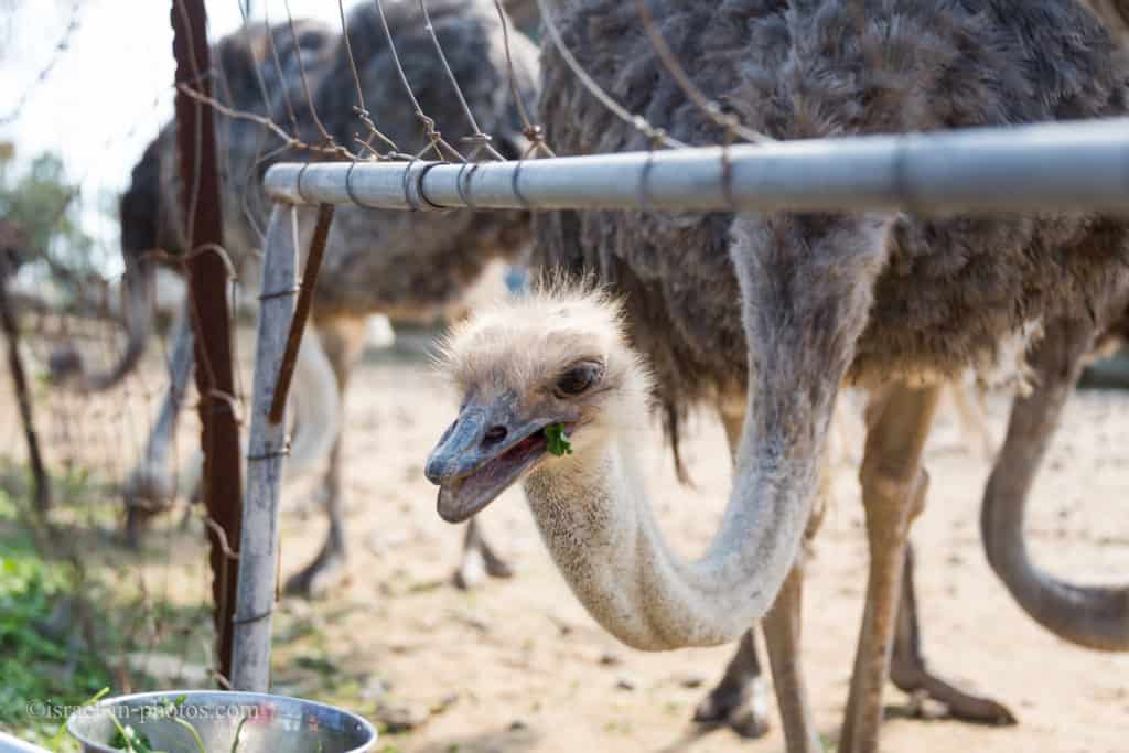 Посещение страусиной фермы в Негеве