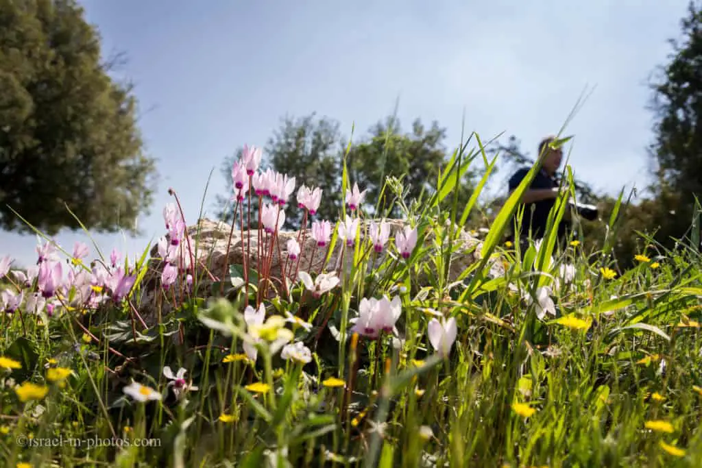 Cyclamens