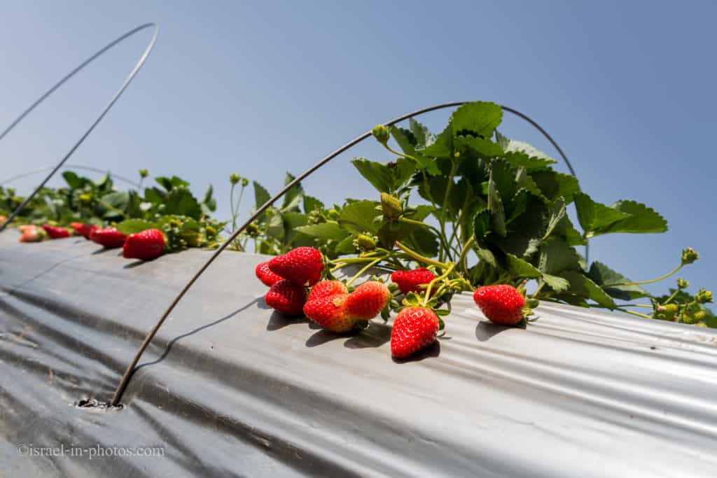 Strawberry picking at Hod ha Sharon, Israel