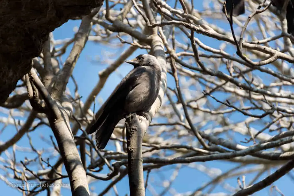 Western jackdaw