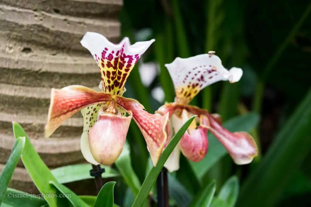 Carnivorous Plants