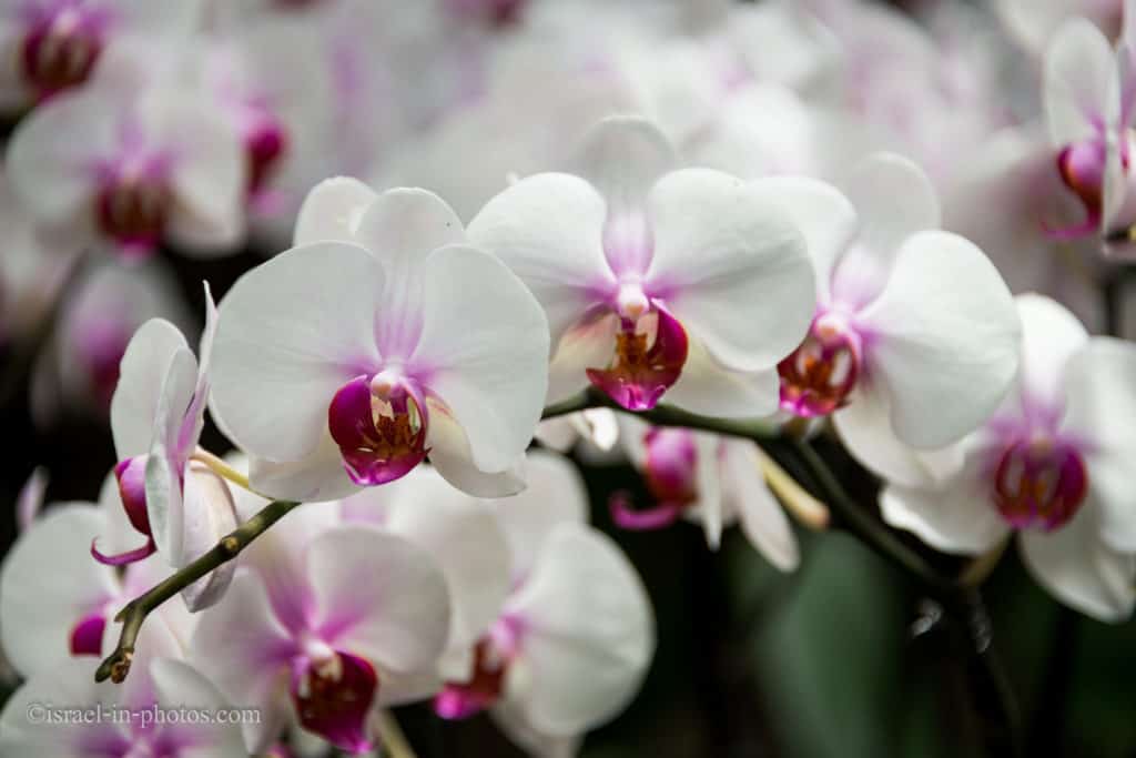 Orchids