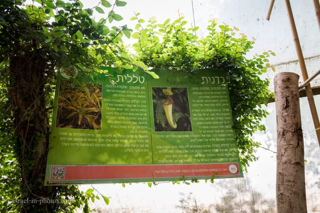 Carnivorous Plants