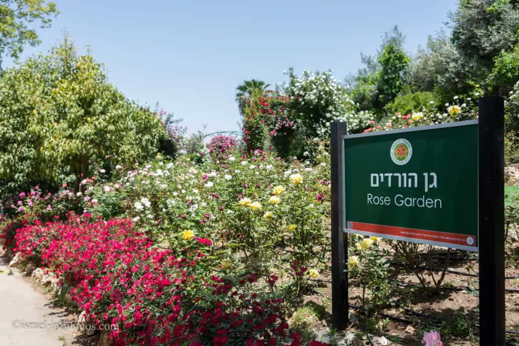 Сад роз, Парк Утопия, Израиль