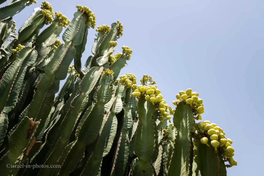 Cactus garden, Utopia Orchid Park, Israel