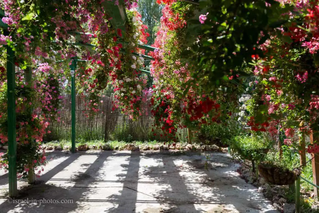 Visiting Utopia Orchid Park, Israel