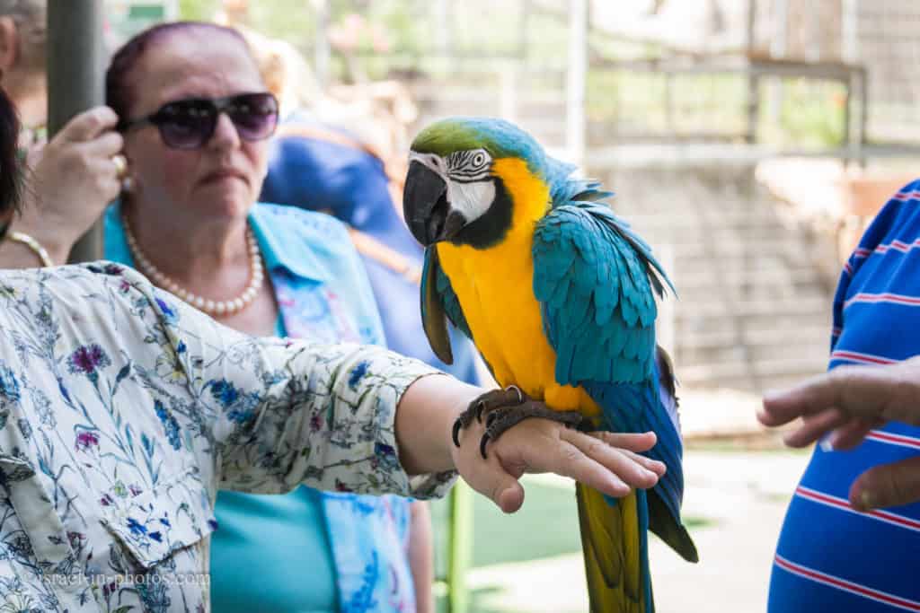 A woman holding an Ara parrot, Utopia Orchid Park