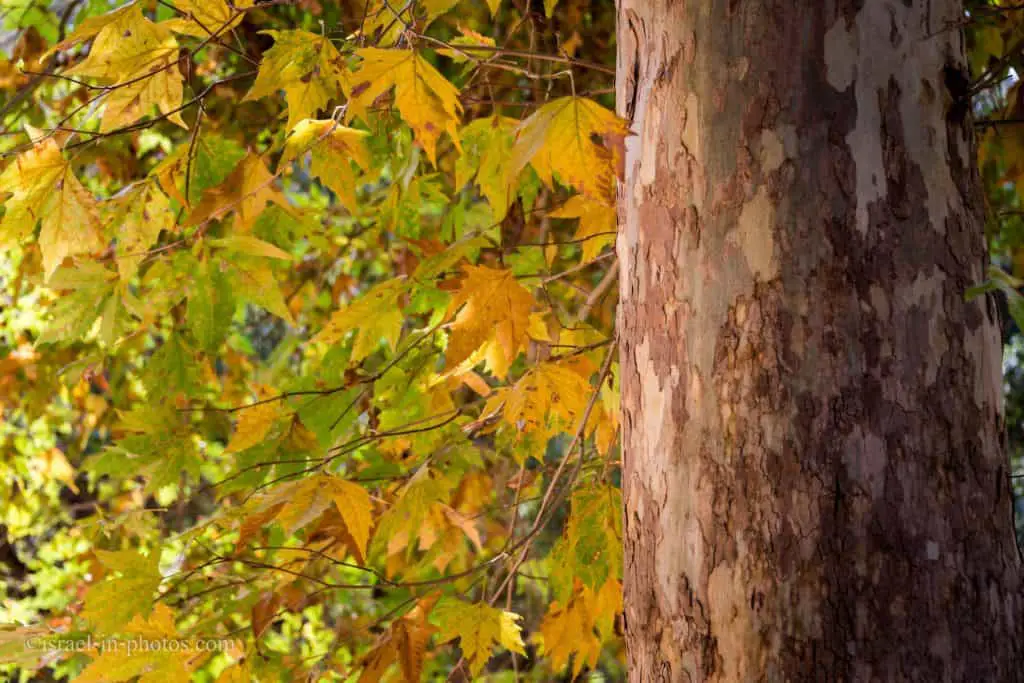 Foliage