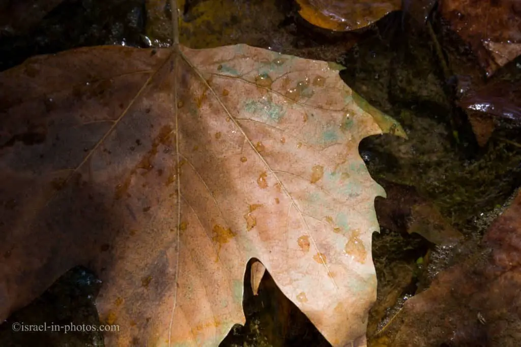 Leaves in water
