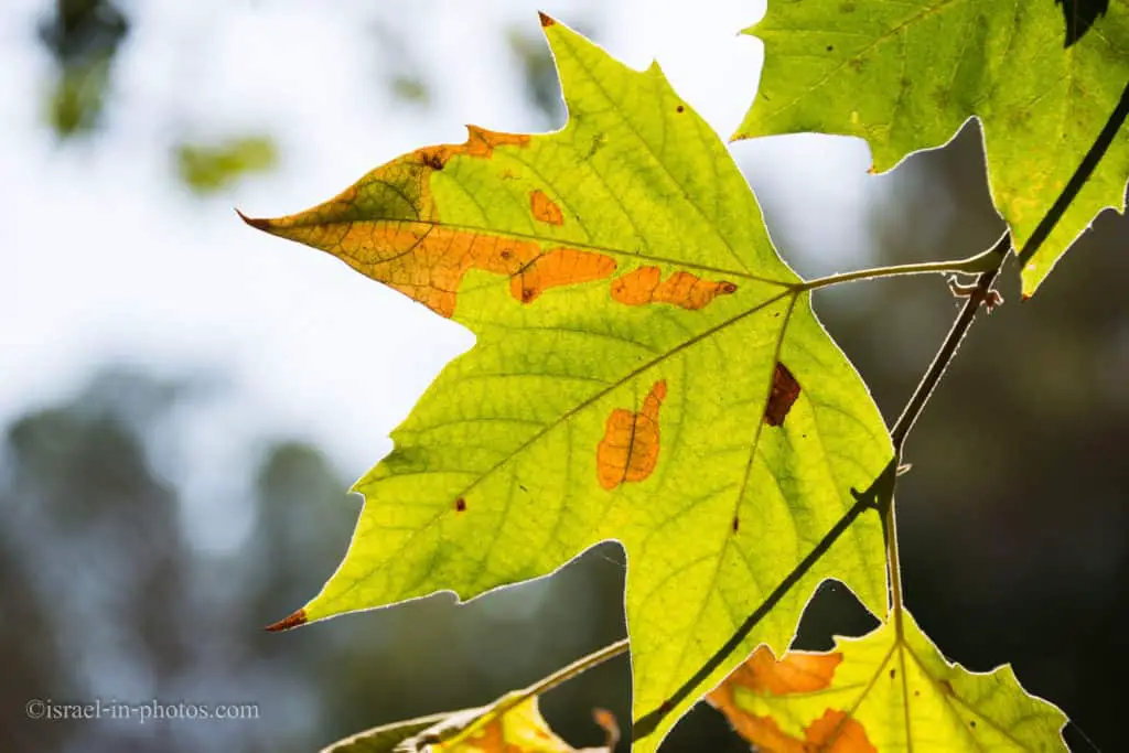 Autumn leaves