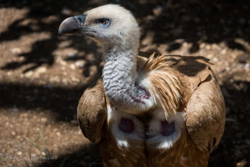 Visiting Jerusalem Biblical Zoo, Israel