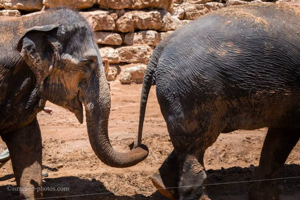 Visiting Jerusalem Biblical Zoo, Israel