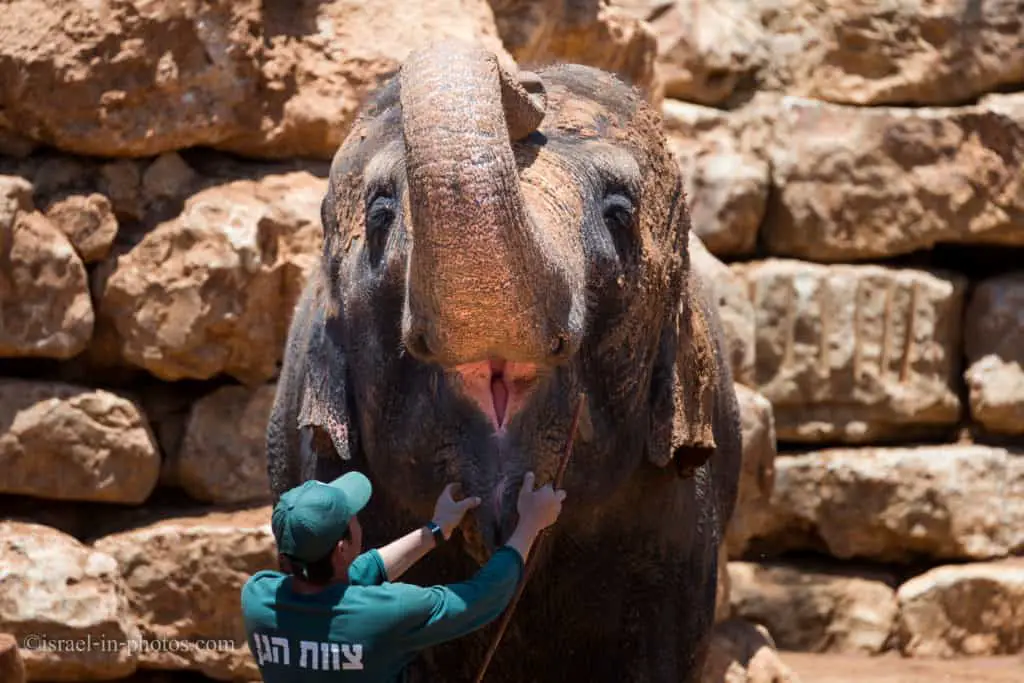 Visiting Jerusalem Biblical Zoo, Israel