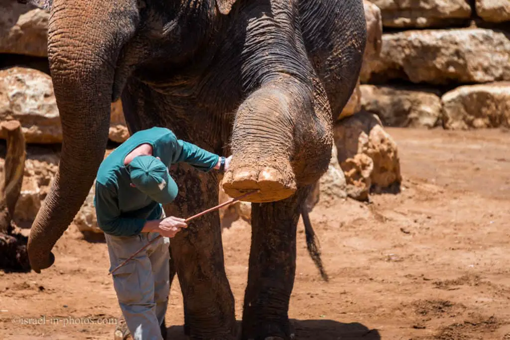 Visiting Jerusalem Biblical Zoo, Israel