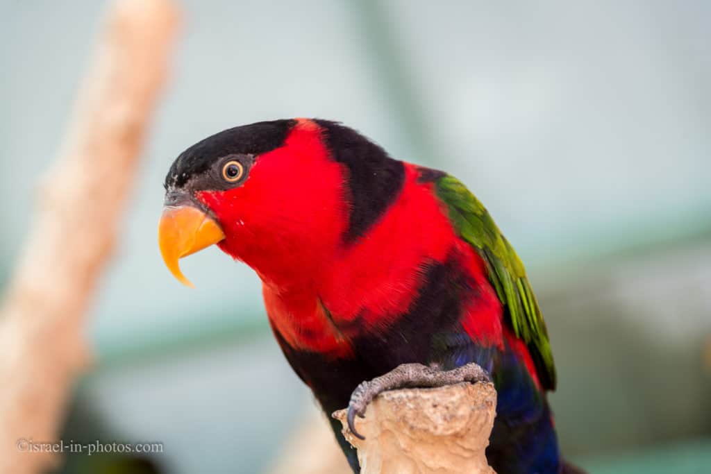 Visiting Jerusalem Biblical Zoo, Israel