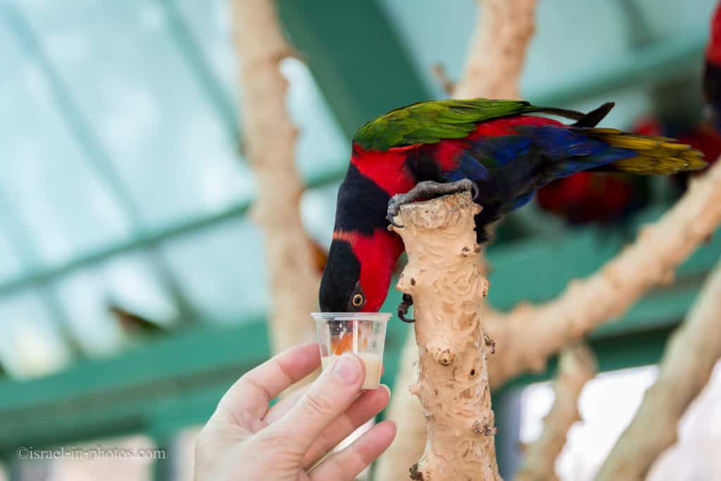 Visiting Jerusalem Biblical Zoo, Israel