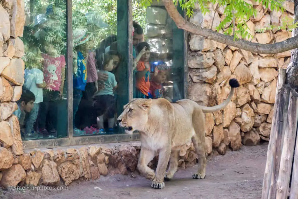 Visiting Jerusalem Biblical Zoo, Israel