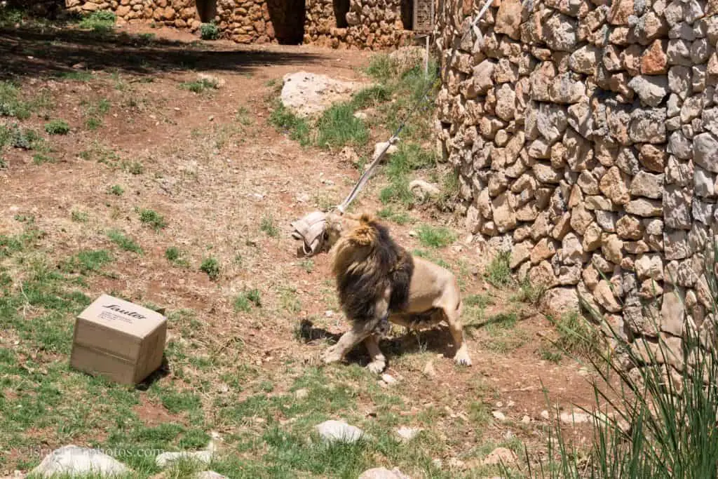 Visiting Jerusalem Biblical Zoo, Israel