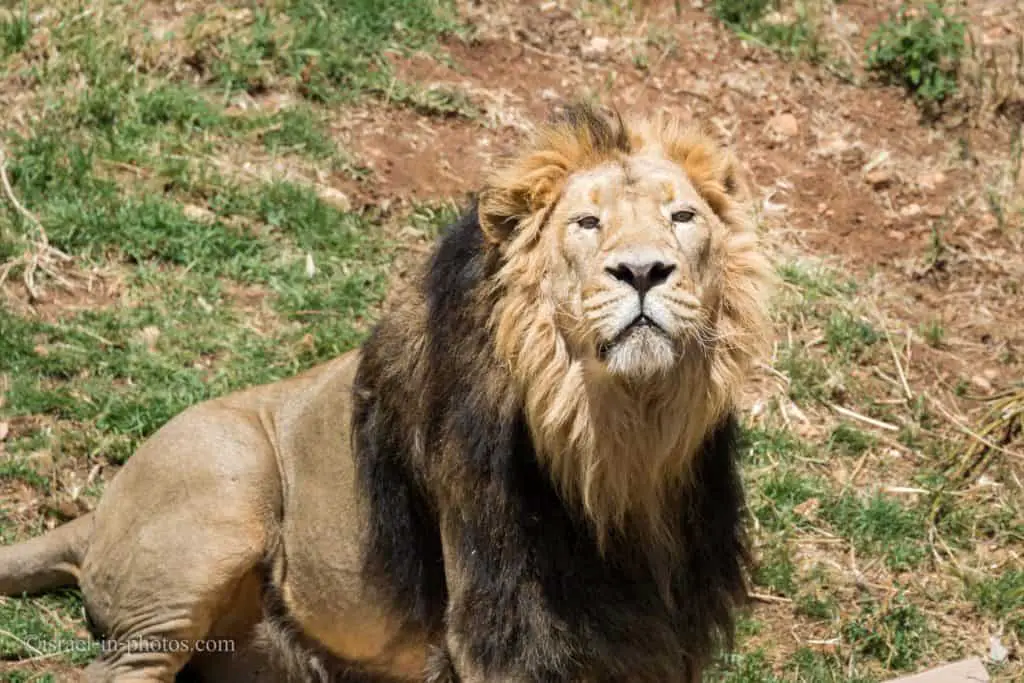 Visiting Jerusalem Biblical Zoo, Israel