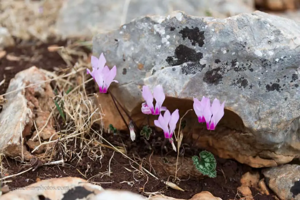 Cyclamen