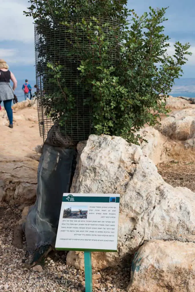 עץ החרוב