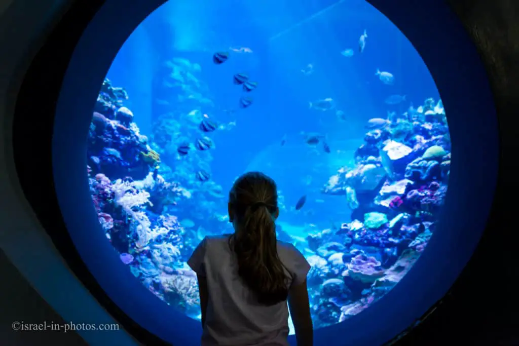 Coral World Underwater Observatory in Eilat, Israel