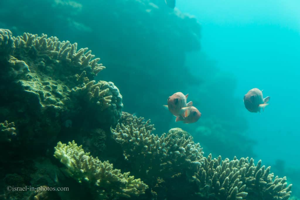 В Coral World Подводная обсерватория в Эйлате, Израиль