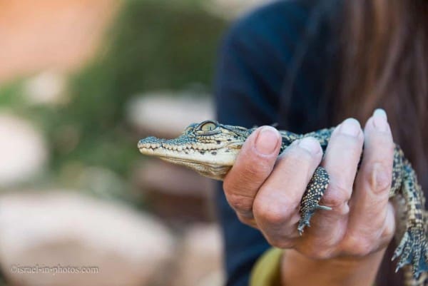 Crocoloco Crocodile Farm
