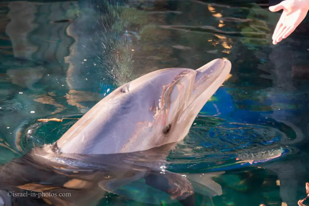 Dolphin