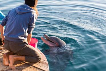 Per doos ideologie Dolphin Reef, Eilat - Visitors Guide with Vital Tips